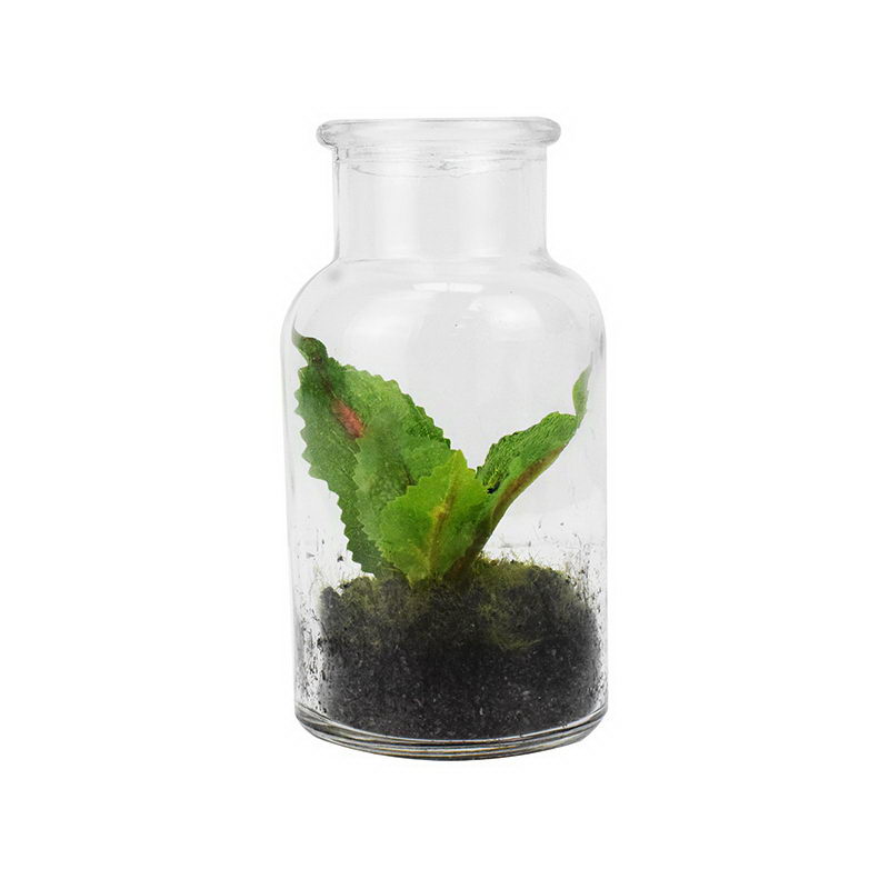 Ardisia in Bottle Pot 6cm