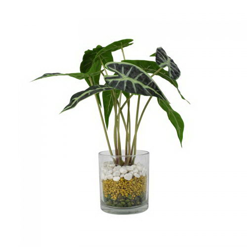 Anthurium leaves in glass pot