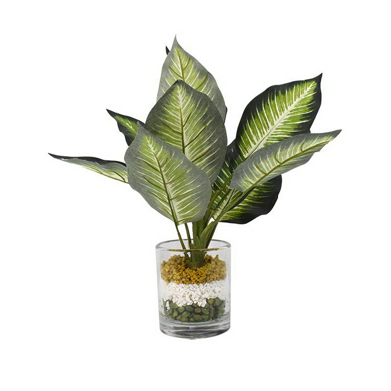 Evergreen in glass pot