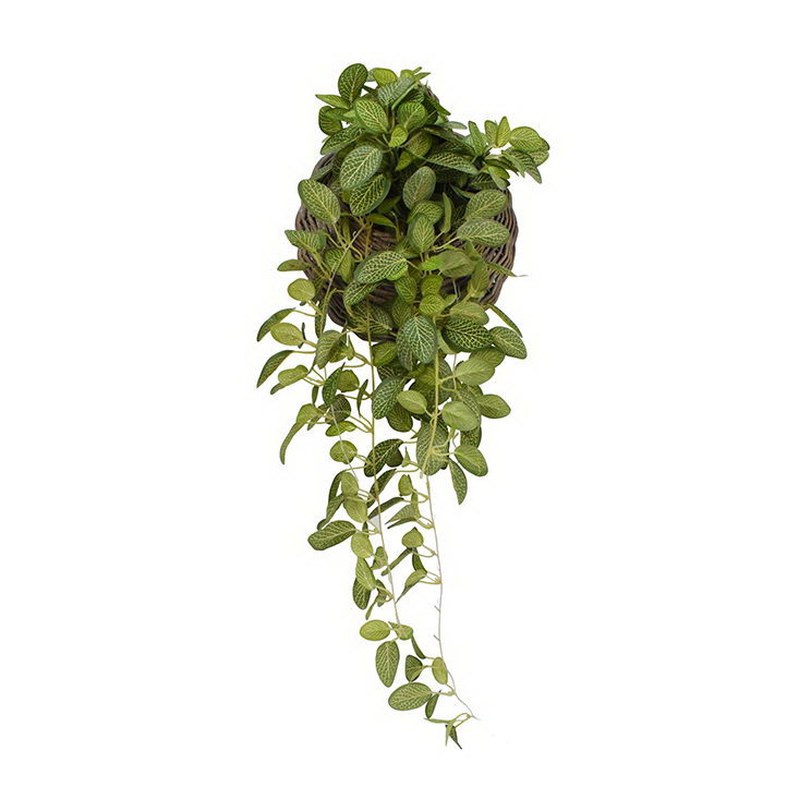 Ivy in Wall Rattan Basket (B)