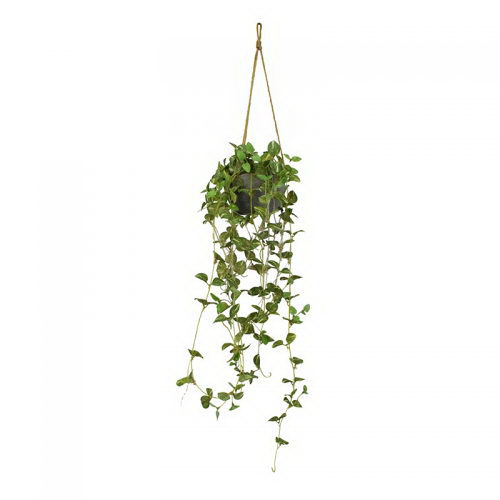 Ivy Vine in Hanging Paper Mache Pot