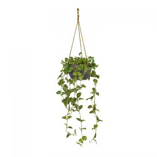 Ivy Vine in Hanging Paper Mache Pot