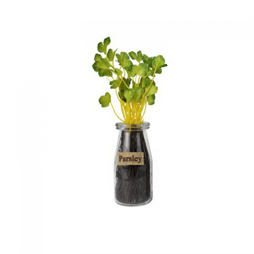 Herbs in Glass Vase with Black Stone