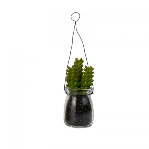 Succulent Lotus in Hanging Glass with Mud