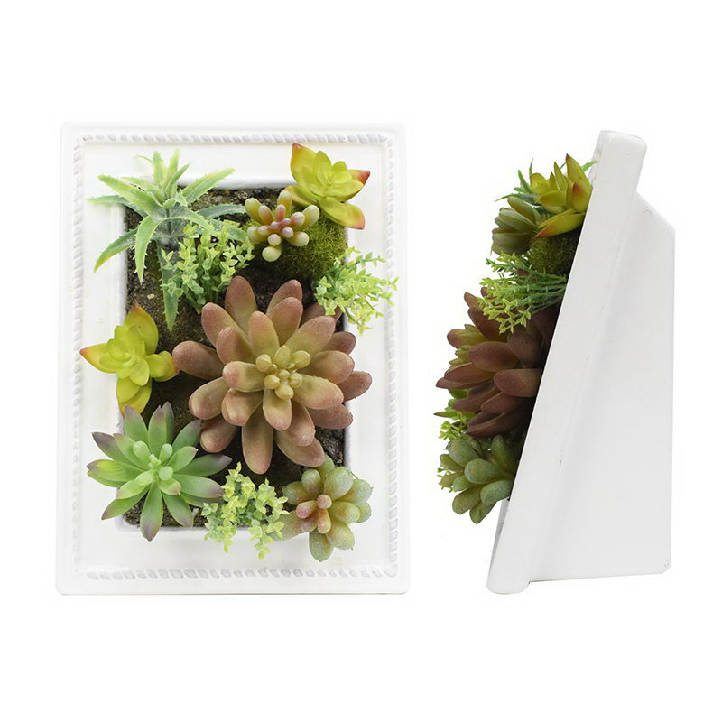 Assorted Succulent in Wooden Case