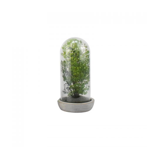 Herb in cement stand with glass cover