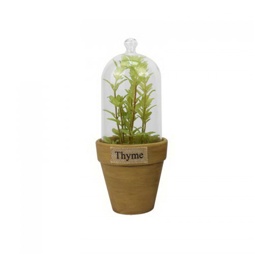 Thyme in Clay Pot Covering with Glass
