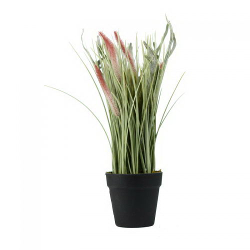 Foxtail Grass with Antlers Fern in Plastic Pot
