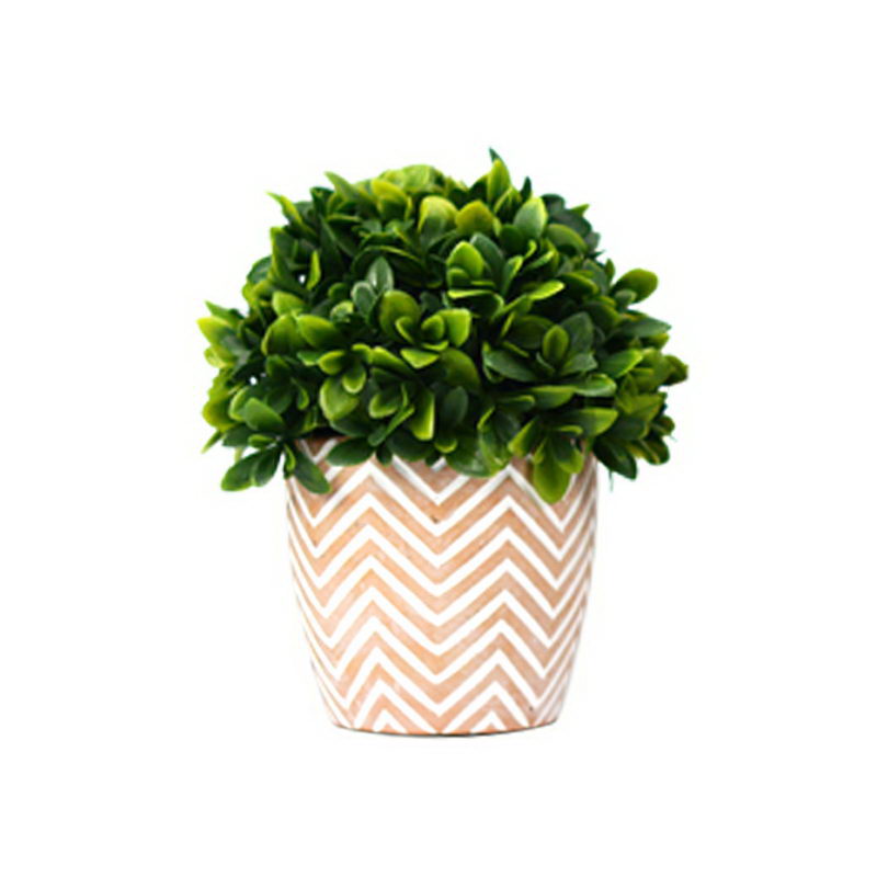 Camillia Leaves in Terracotta Pot