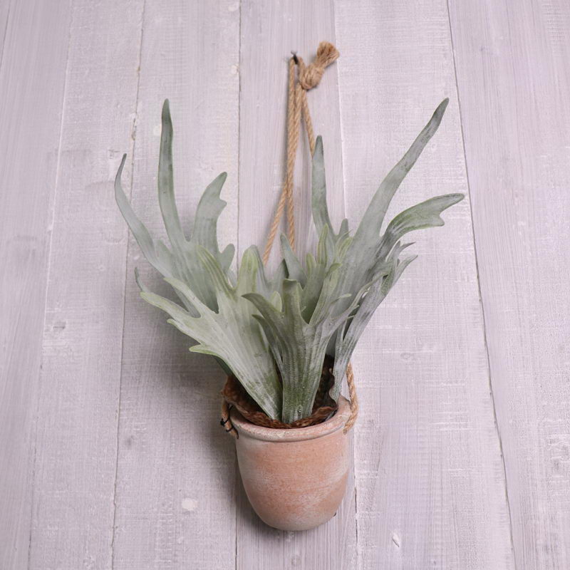 Antlers Fern in Hanging Cement Pot with hemp rope