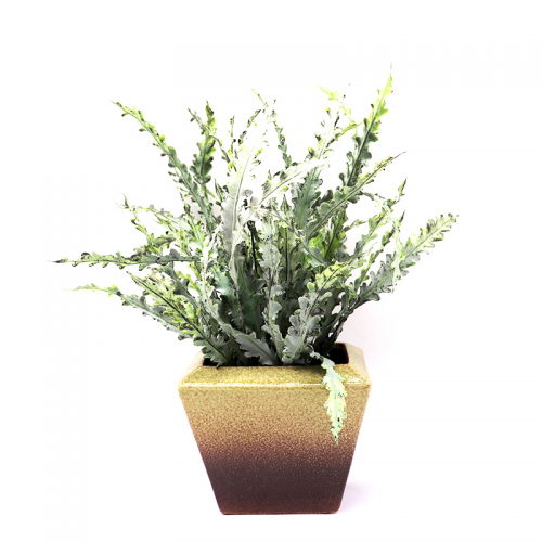 Aloe vera grass in Ceramic Pot