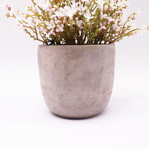 walter dogwood in Cement Pot