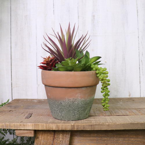 Succulent in Ceramic Pot