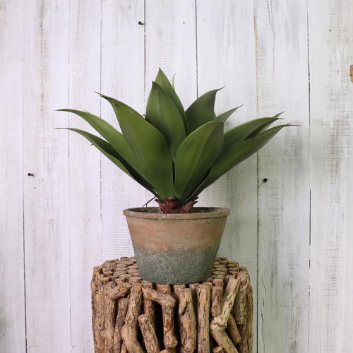 Agave in Cement Pot