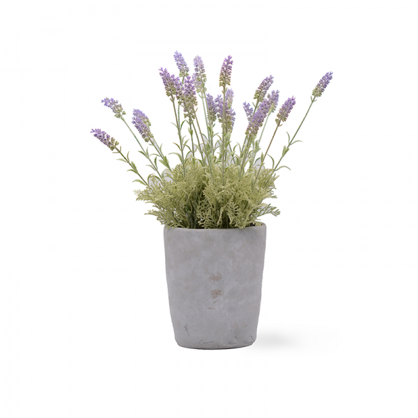 Lavender in cement pot 
