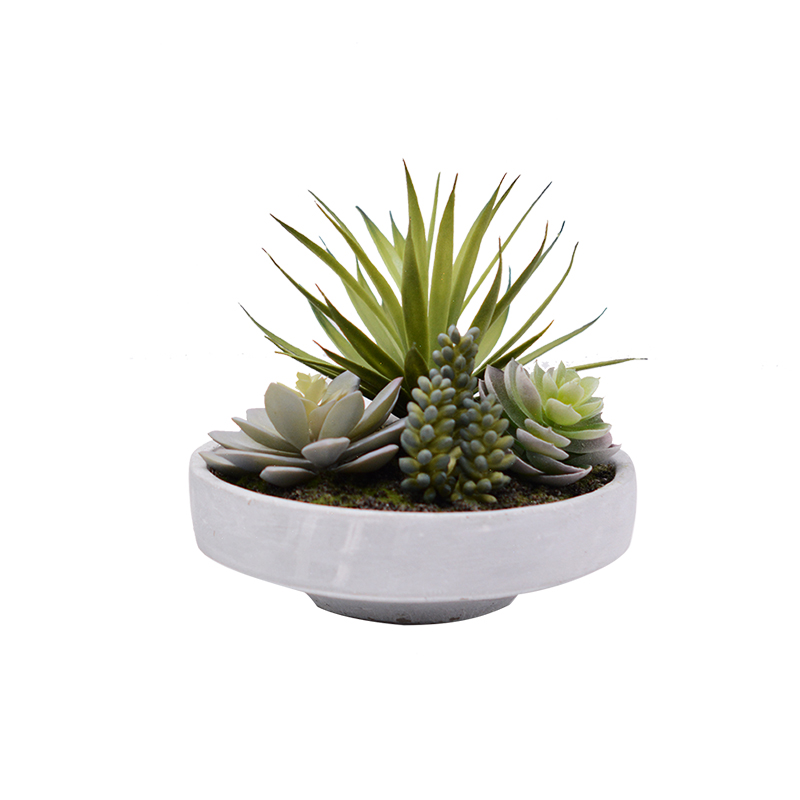 Mixed Succulent in Cement Pot 