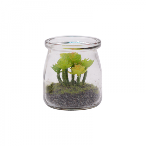Succulent with Gravel in Glass Vase 