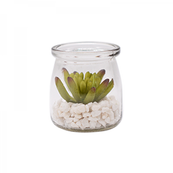 Succulent in Glass Pot with White Stone