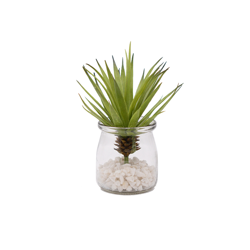 Sword Grass in Glass Pot with White Stone 