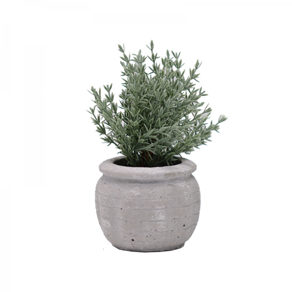 Rosemary in Cement Pot 