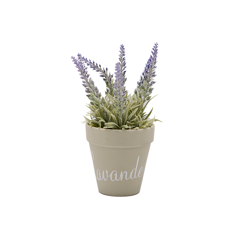  Lavender in Ceramic Pot 
