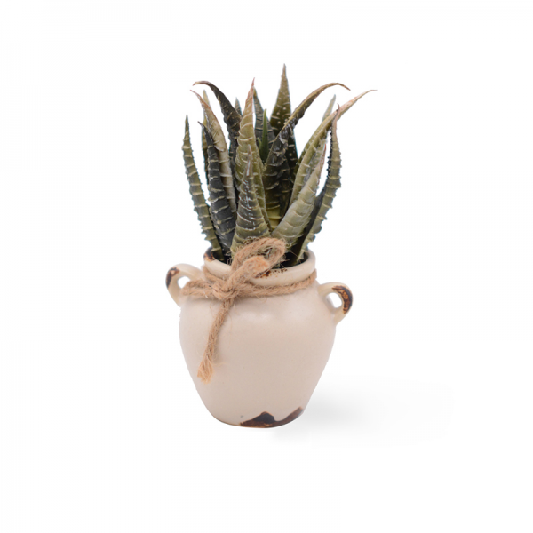 Aloe in Ceramic pot