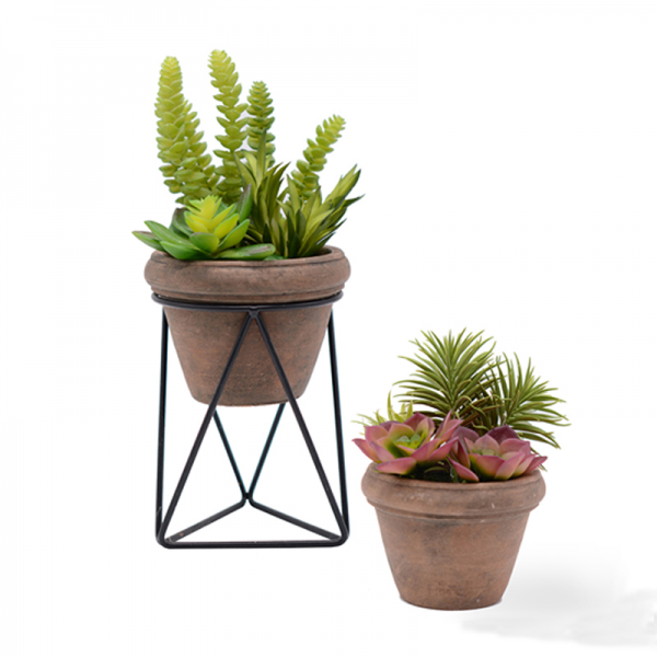 Mixed Succulent in Cement Pot with Metal Stand 