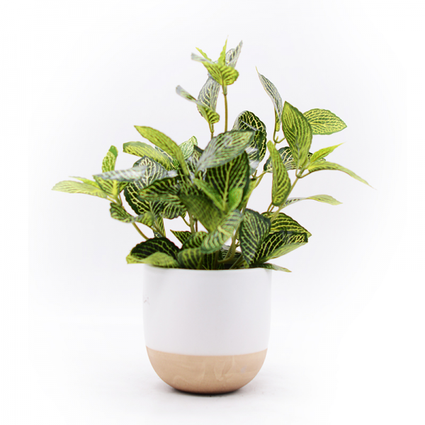 Rohdea Plant in Ceramic Pot